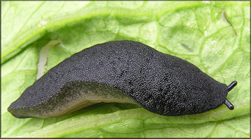 Belocaulus angustipes (Heynemann, 1885) Black-velvet Leatherleaf