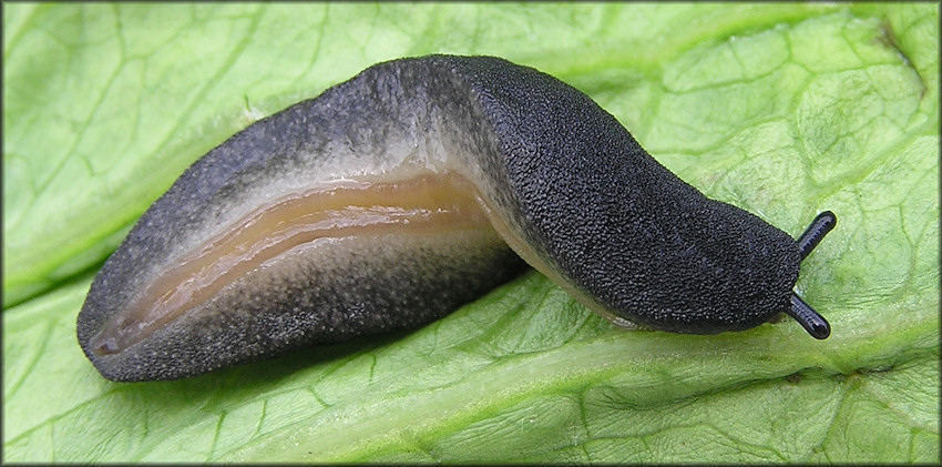 Belocaulus angustipes (Heynemann, 1885) Black-velvet Leatherleaf