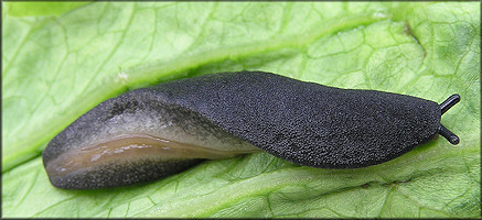 Belocaulus angustipes (Heynemann, 1885) Black-velvet Leatherleaf