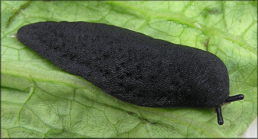 Belocaulus angustipes (Heynemann, 1885) Black-velvet Leatherleaf