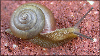 Bradybaena similaris (Frussac, 1821) Asian Tramp Snail