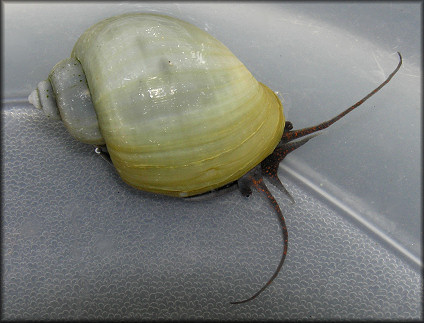 Pomacea diffusa Blume, 1957 Spiketop Applesnail