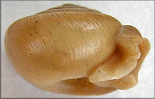 Daedalochila peninsulae (Pilsbry, 1940)