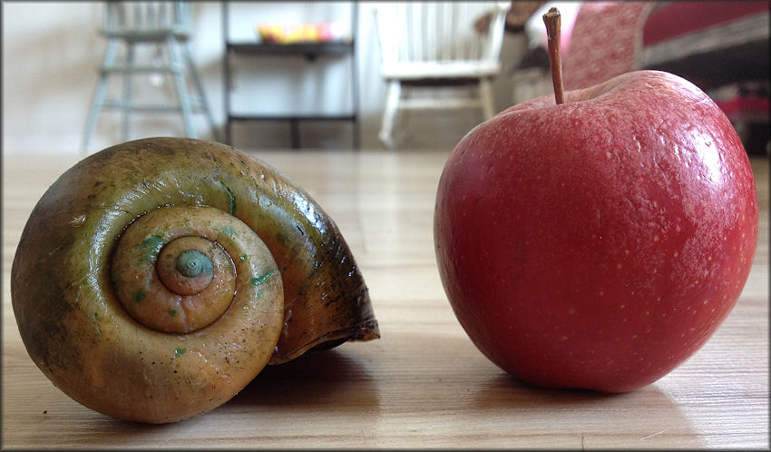 Pomacea maculata collected by Bridgette