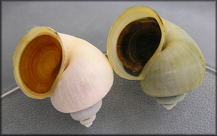 Pomacea diffusa Blume, 1957 Spiketop Applesnail