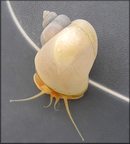 Pomacea diffusa Blume, 1957 Spiketop Applesnail