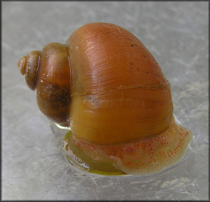 Pomacea diffusa (Reeve, 1856) Spiketop Applesnail Golden Variety