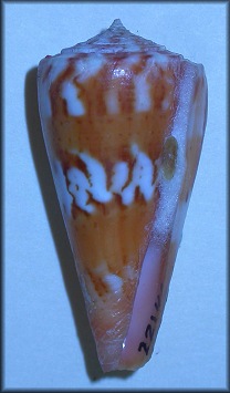 Conus riosi Petuch, 1986