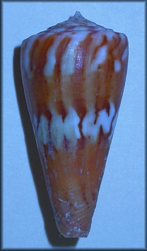 Conus riosi Petuch, 1986