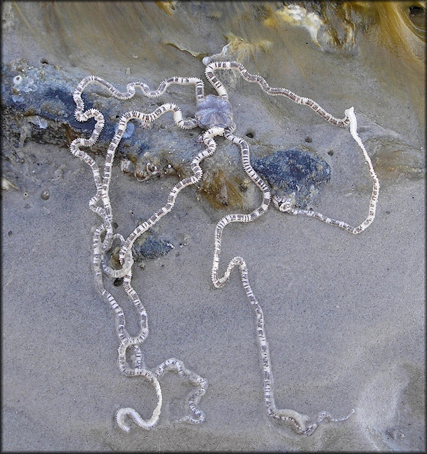 Ophiophragmus wurdemani Mud Brittle Star