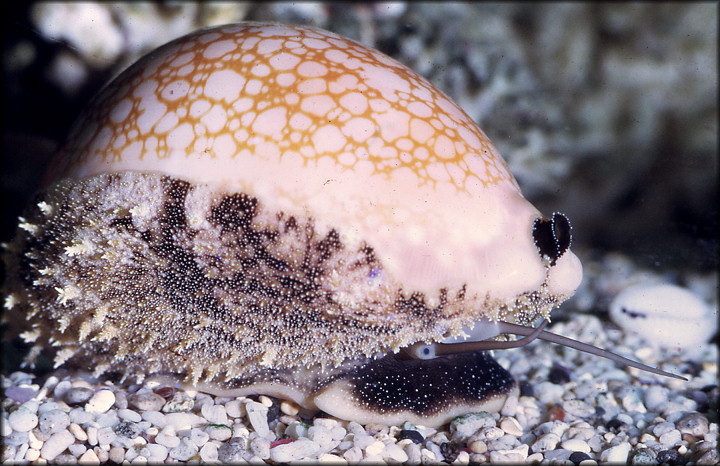 Callistocypraea broderipii (Gray, 1832) Living Specimen