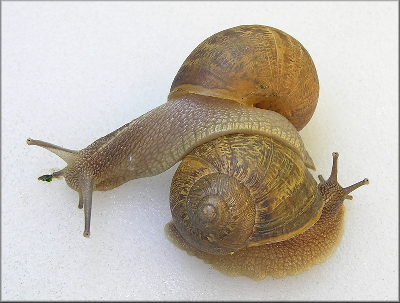 Cornu aspersum (Mller, 1774) Brown Garden Snail