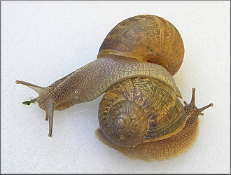 Cornu aspersum (Mller, 1774) Brown Garden Snail