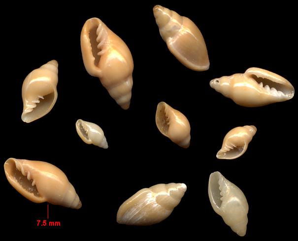 Dentimargo eburneolus (Conrad, 1834) Tan Marginella