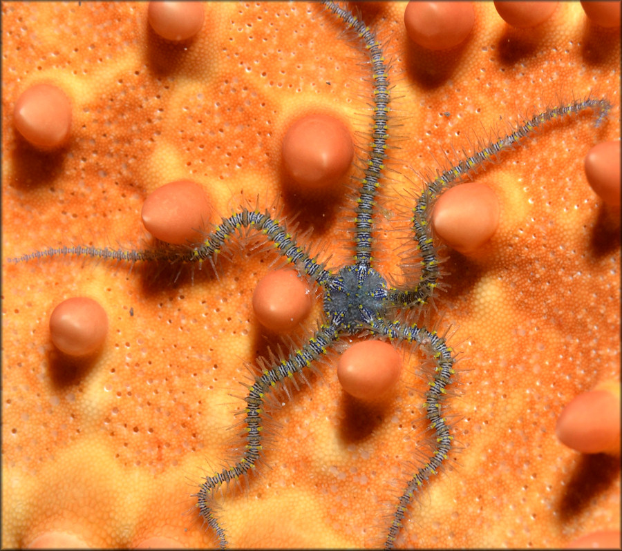 Ophiothrix oerstedii Oersted's Brittle Star