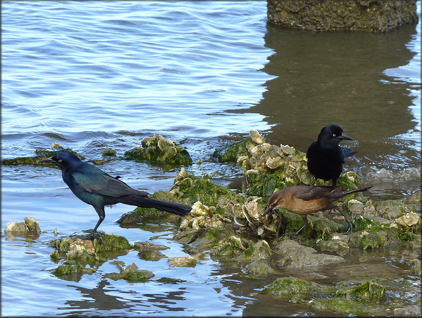 Quiscalus major Boat-tailed Grackle