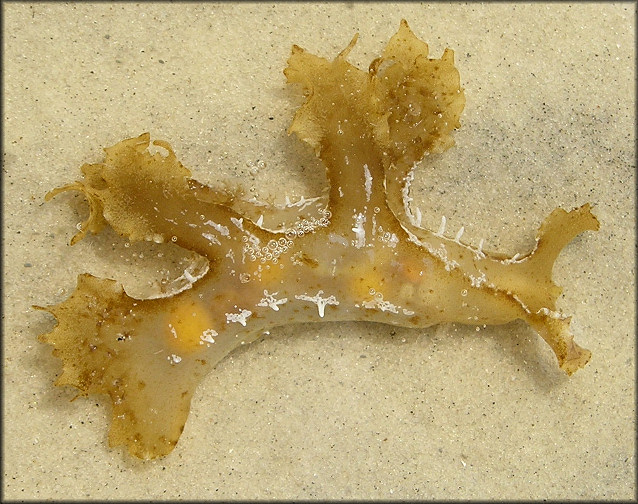 Scyllaea pelagica Linnaeus, 1758 Sargassum Nudibranch