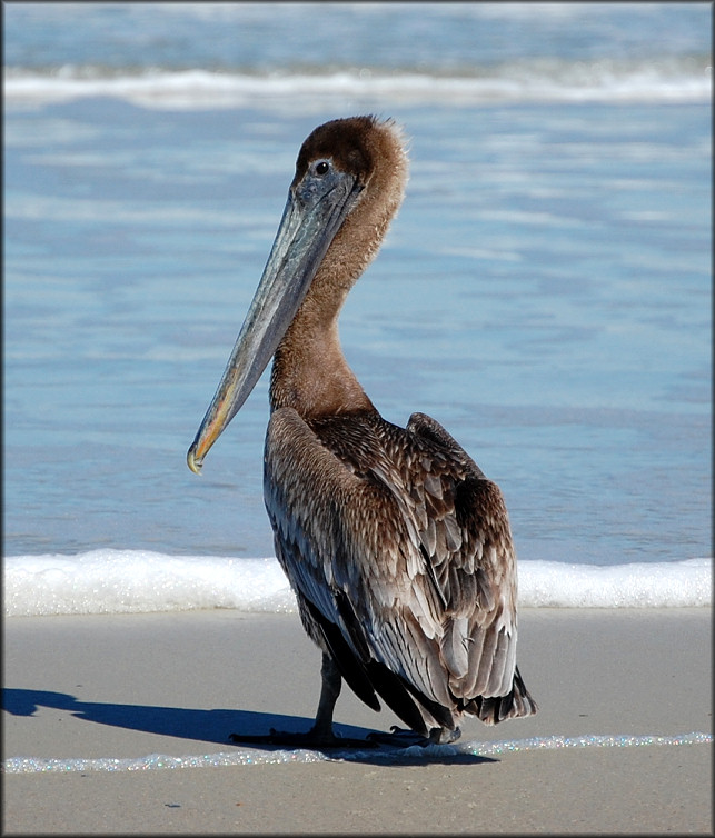 Pelecanus occidentalis Brown Pelican