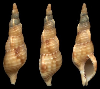 Charonia tritonis (Linnaeus, 1758) - Juvenile