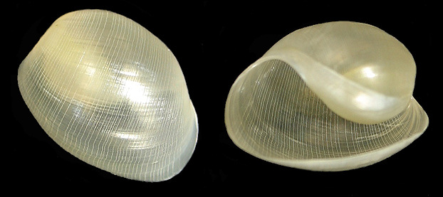 Haminoea elegans (J. E. Gray, 1825) Elegant Glassy-bubble