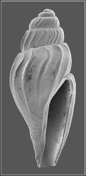Bactrocythara asarca (Dall and Simpson, 1901) Elegant Mangelia