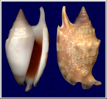 Euprotomus bulla (Rding, 1798)