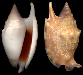 Euprotomus bulla (Rding, 1798)