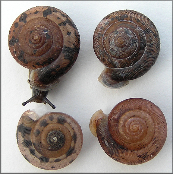 Daedalochila auriculata Shells From Near Turnbull Creek Bridge 8/1/2009