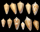 Conus burryae Clench, 1942