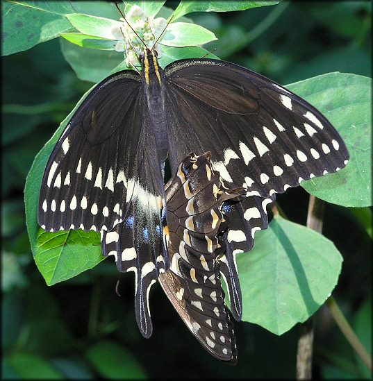 Palamedes Swallowtail [Papilio palamedes] Mating