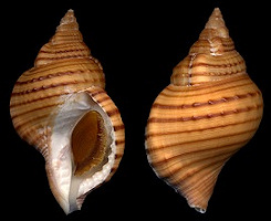 Type species: Argobuccinum pustulosum pustulosum (Lightfoot, 1786)