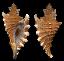 Type species: Cymatium femorale (Linnaeus, 1758)