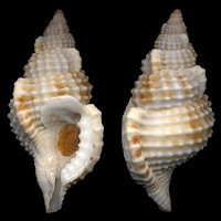 Sassia nassariformis (G. B. Sowerby II, 1902)