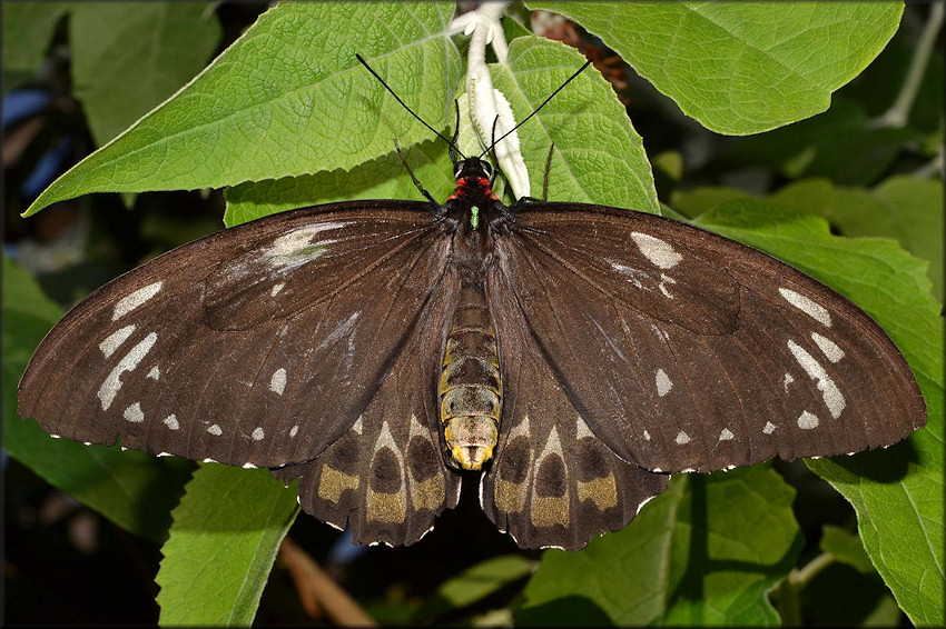 Ornithoptera euphorion Cairns Birdwing Female