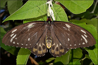 Ornithoptera euphorion Cairns Birdwing Female