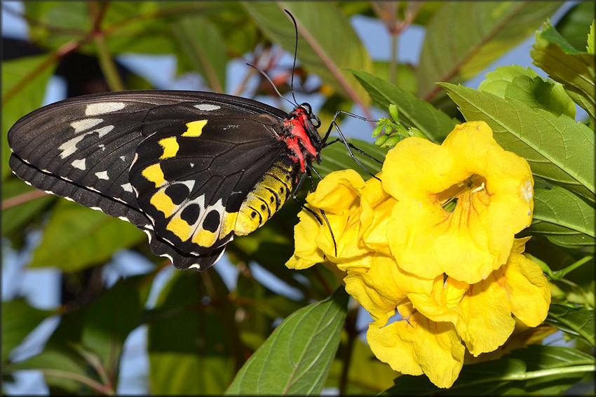 Ornithoptera euphorion Cairns Birdwing Female