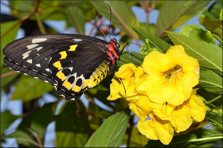 Ornithoptera euphorion Cairns Birdwing Female