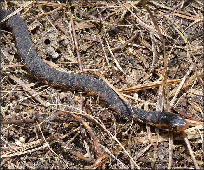 Florida Banded Water Snake [Nerodia fasciata pictiventris] Juvenile