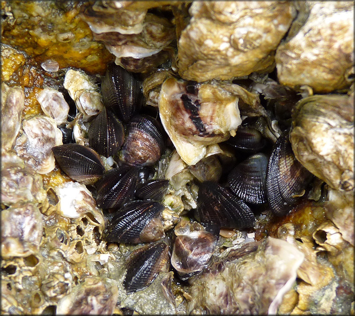 Brachidontes exustus (Linnaeus, 1758) Scorched Mussel In Situ