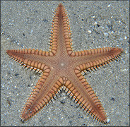 Astropecten duplicatus Two-spined Star Fish