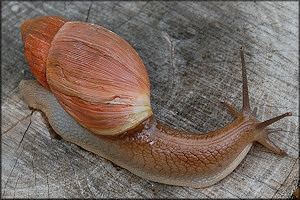 Euglandina rosea (Frussac, 1821) Rosy Wolfsnail