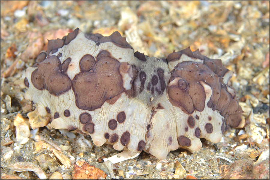 Isostichopus badionotus (Selenka, 1867) Chocolata Chip Cucumber