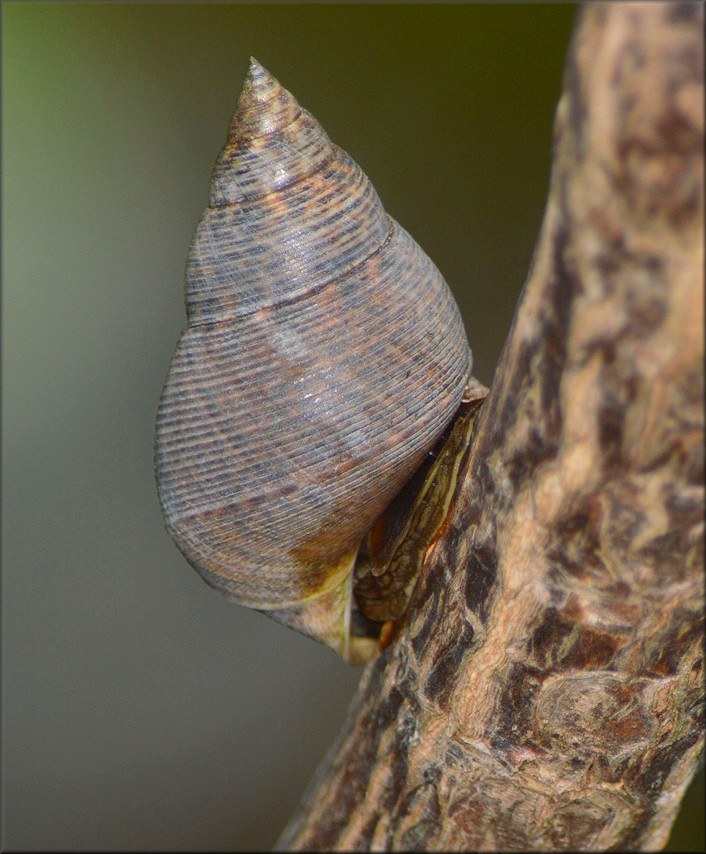 Littoraria angulifera (Lamarck, 1822) Mangrove Periwinkle