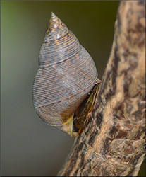 Littoraria angulifera (Lamarck, 1822) Mangrove Periwinkle