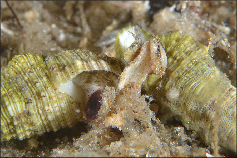 Cerithium atratum (Born, 1778) Dark Cerith Possible Mating