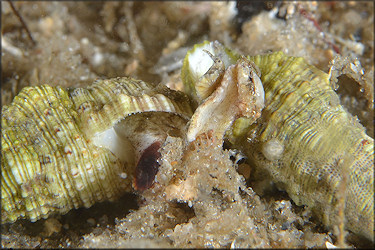 Cerithium atratum (Born, 1778) Dark Cerith Possible Mating