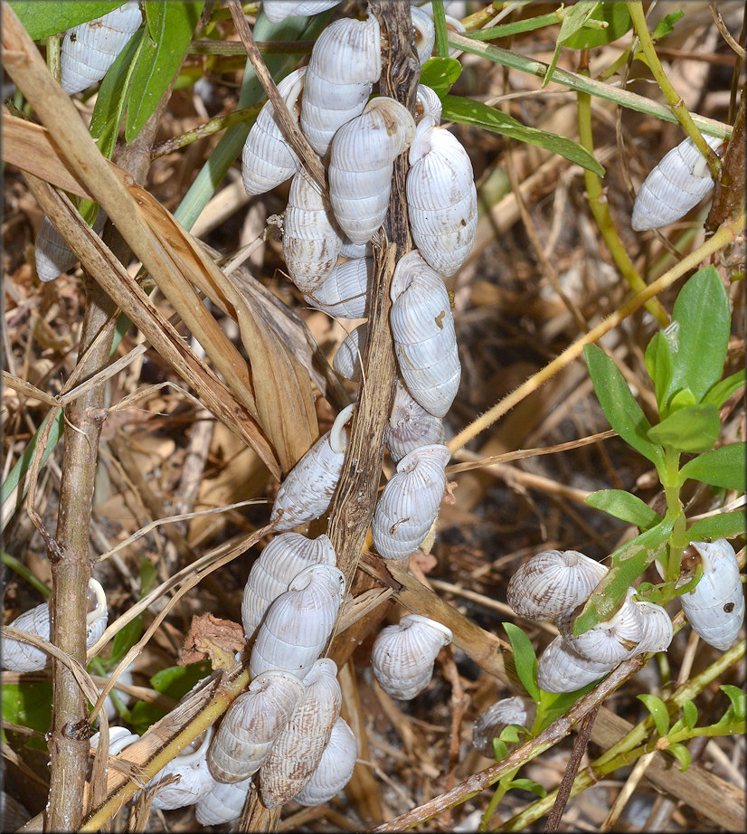 Cerion tridentatum costellatum Pilsbry, 1948 In Situ