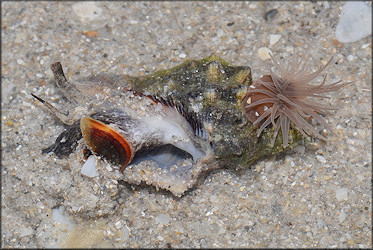 Stramonita rustica (Lamarck, 1822) Rustic Rocksnail