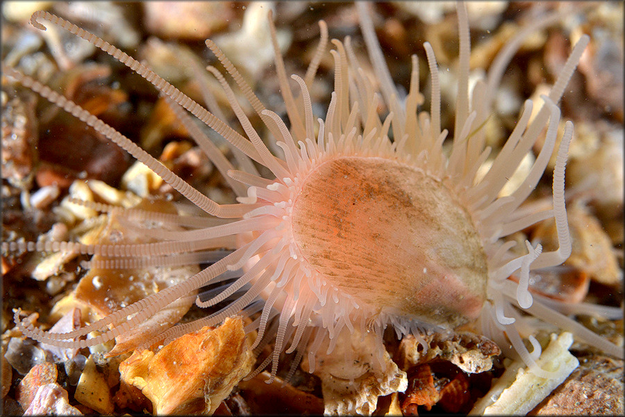 Limaria pellucida C. B. Adams, 1846 In Situ