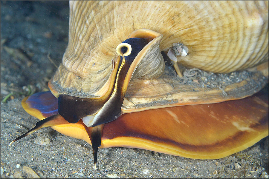 Cassis madagascariensis spinella Clench, 1944 Cameo Helmet